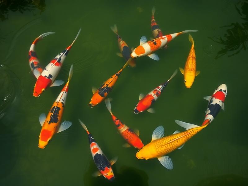koi varieties